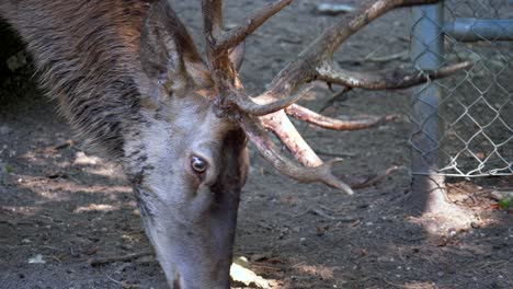 slowmotion close shot of male deer with horns looking for food on the ground