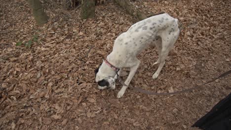 a setter dog enjoying, walking, playing in the forest