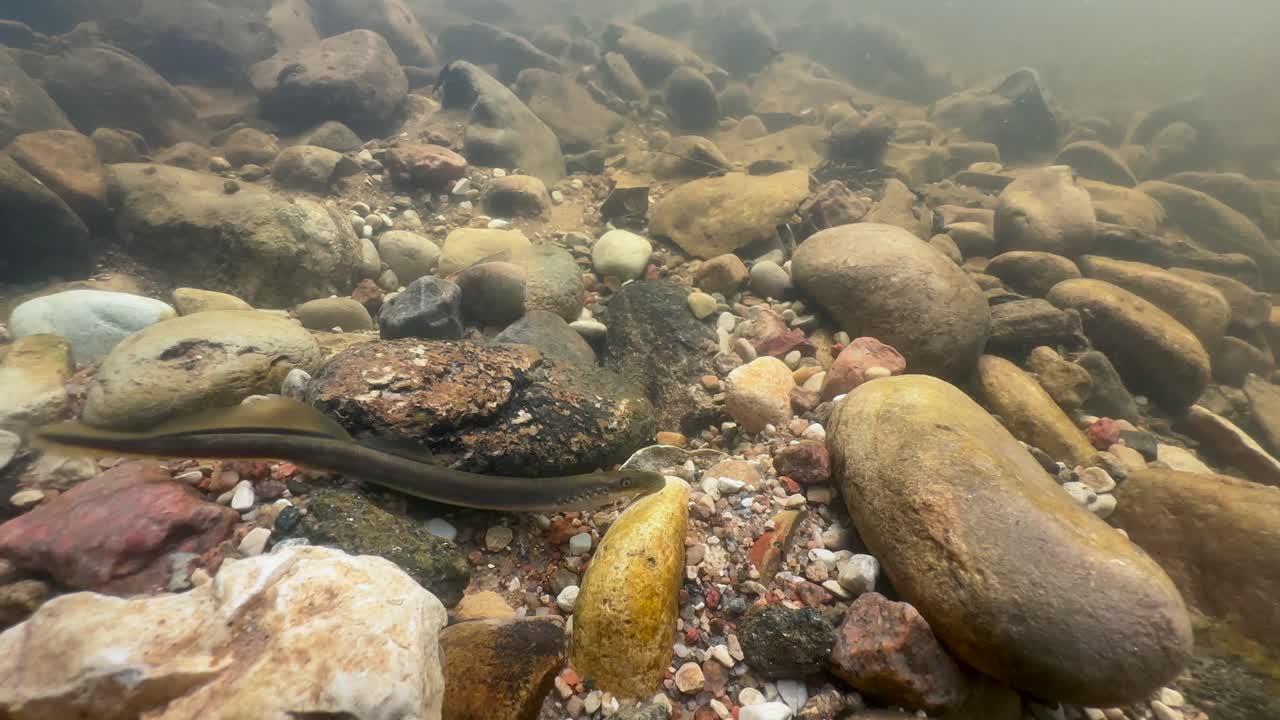 Brook lamprey (Lampetra planeri) cleaning the potential spawning site, Estonia.
