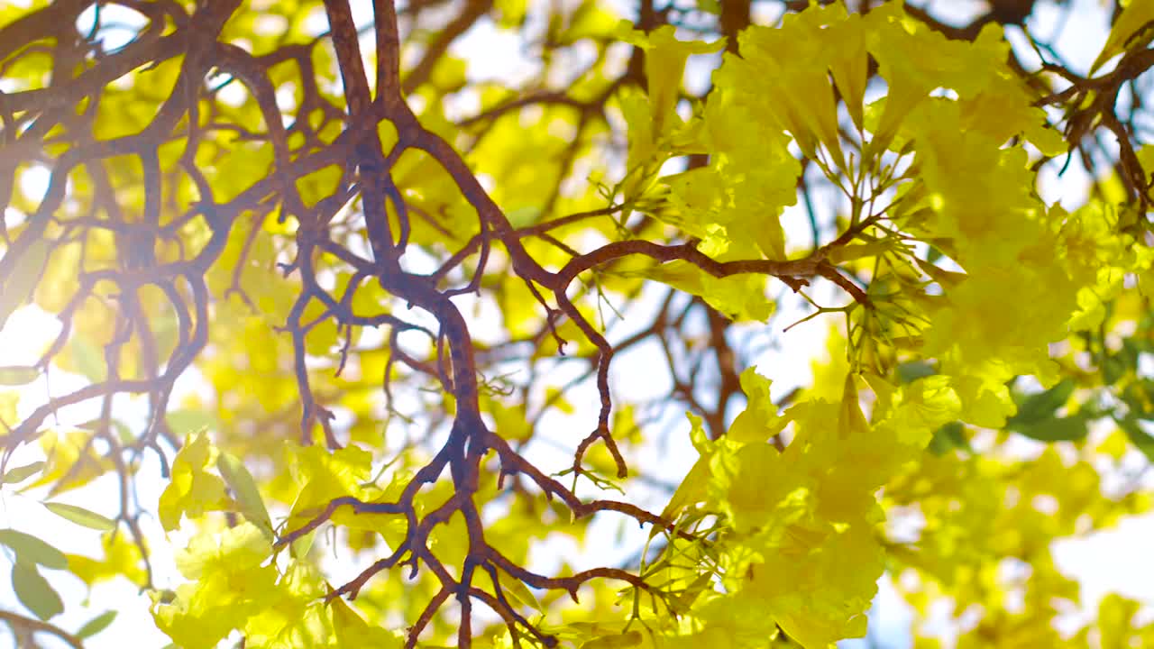 красивые ярко-желтые цветы дерева кибрахача на кюрасао, танцующие на ветру - крупный план