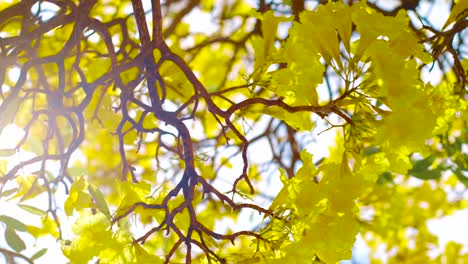 the beautiful bright yellow kibrahacha tree flowers of curacao dancing by the wind - close up shot