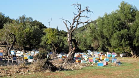 Colección-De-Colmenas-En-El-Apiario-Cerca-De-Un-Bosque-Exuberante-En-Verano