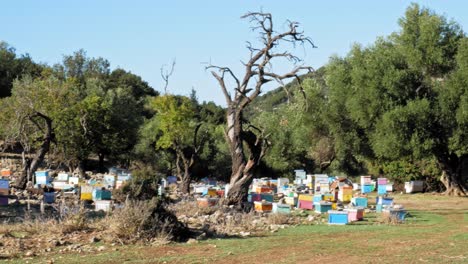 colección de colmenas en el apiario cerca de un bosque exuberante en verano