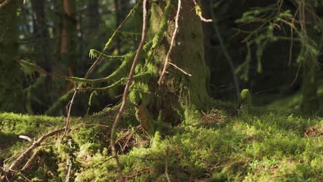 ground-level shot of the enchanted moss-covered forest floor