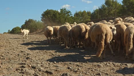 Flock-of-sheep-walking-on-sandy-terrain-while-guard-dog-watches
