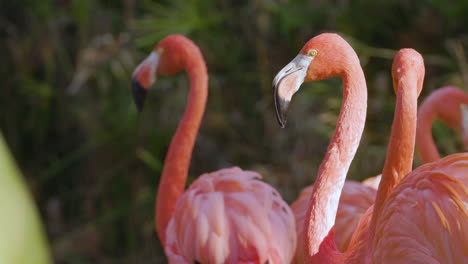 Rosa-Flamingos-Aus-Nächster-Nähe