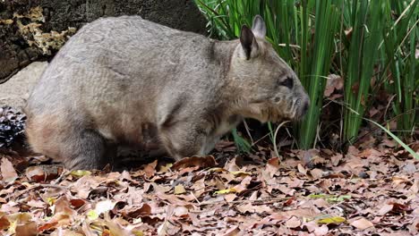 wombat eating leaves at australia zoo
