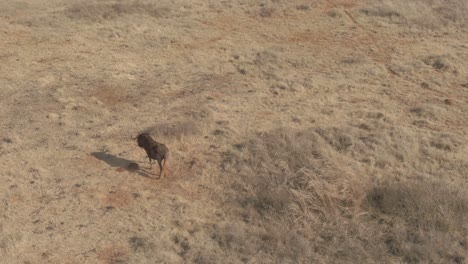 drone aéreo de ñus rodando en la suciedad y de pie en la mañana de invierno salvaje