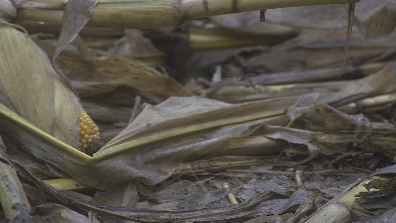 un día lluvioso y frío en el campo de maíz