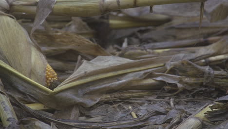 a rainy cold day in corn field