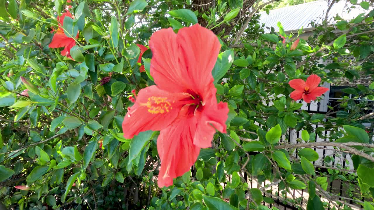 primer plano de una flor de hibisco roja en el jardín