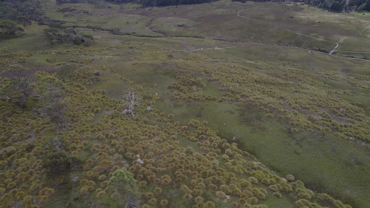 helechos de coral alpino y árboles que crecen en la montaña de la cuna en las tierras altas centrales del estado australiano de tasmania