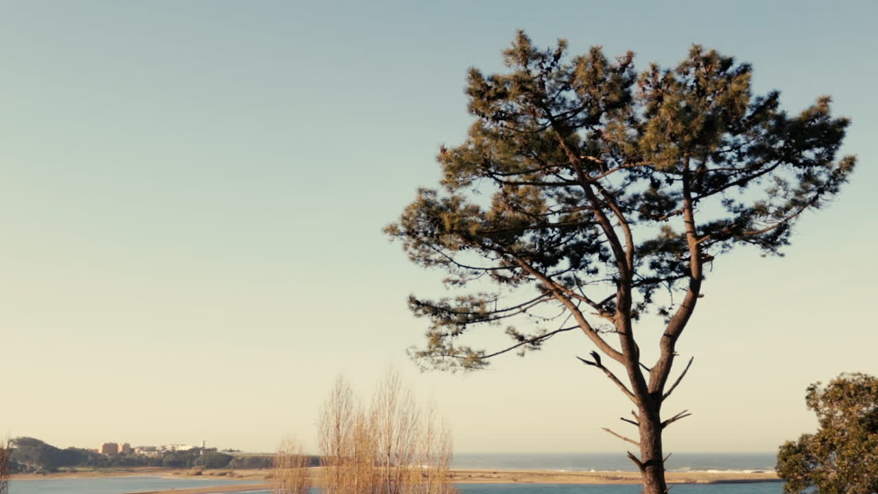 밝고 화창한 날 배경에 도루 강과 빌라 노바 데 가이아가 있는 포르투갈 포르토의 넓은 나무