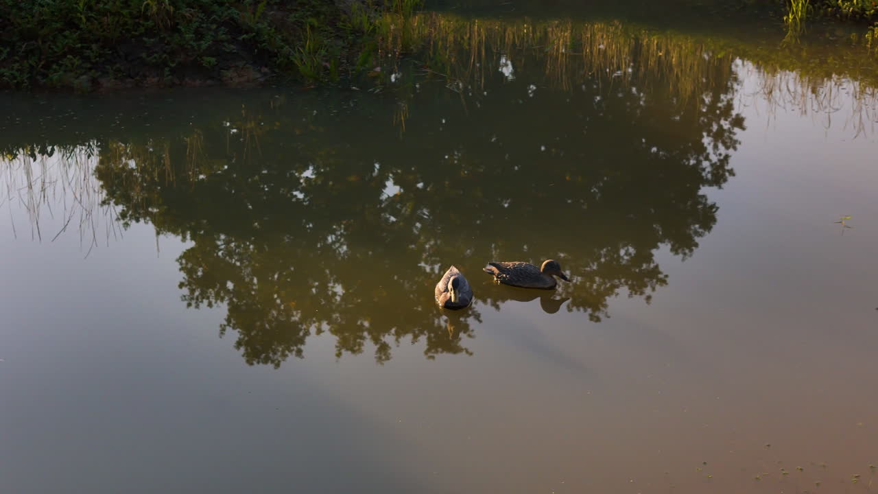 A Pair Of Waterfowls Resting Over A Duck Pond In The Old Historic Town Of Ligatne, Latvia.