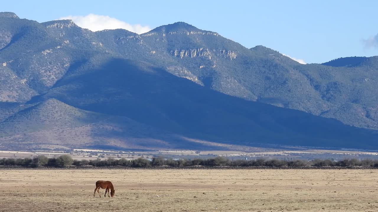 Tranquil scene: Serene horse grazing against a backdrop of majestic mountain with cloud shadows in this captivating stock footage