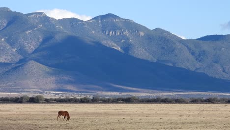 tranquil scene: serene horse grazing against a backdrop of majestic mountain with cloud shadows in this captivating stock footage