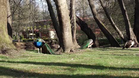 beautiful peacocks grazing on green grass of meadow on quiet park surrounded by old trees on a sunny spring day