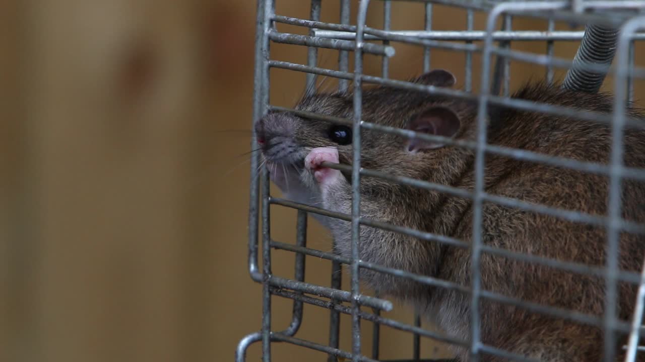 Un ratto comune, Rattus norvegicus, che cerca di rosicchiare per uscire da una trappola metallica a cattura viva