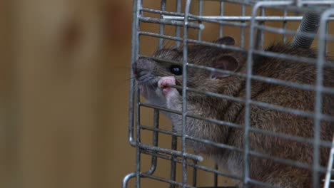 una rata marrón, rattus norvegicus, tratando de roer su camino fuera de una trampa de metal vivo