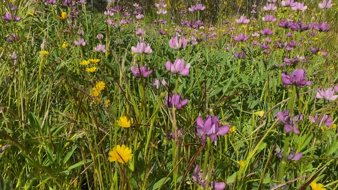 Excellent images of a wildflower meadow with yellow daisies and Lupinus polyphyllus. A pan from right to left shows deep green plants and stunning pink and purple lupines.