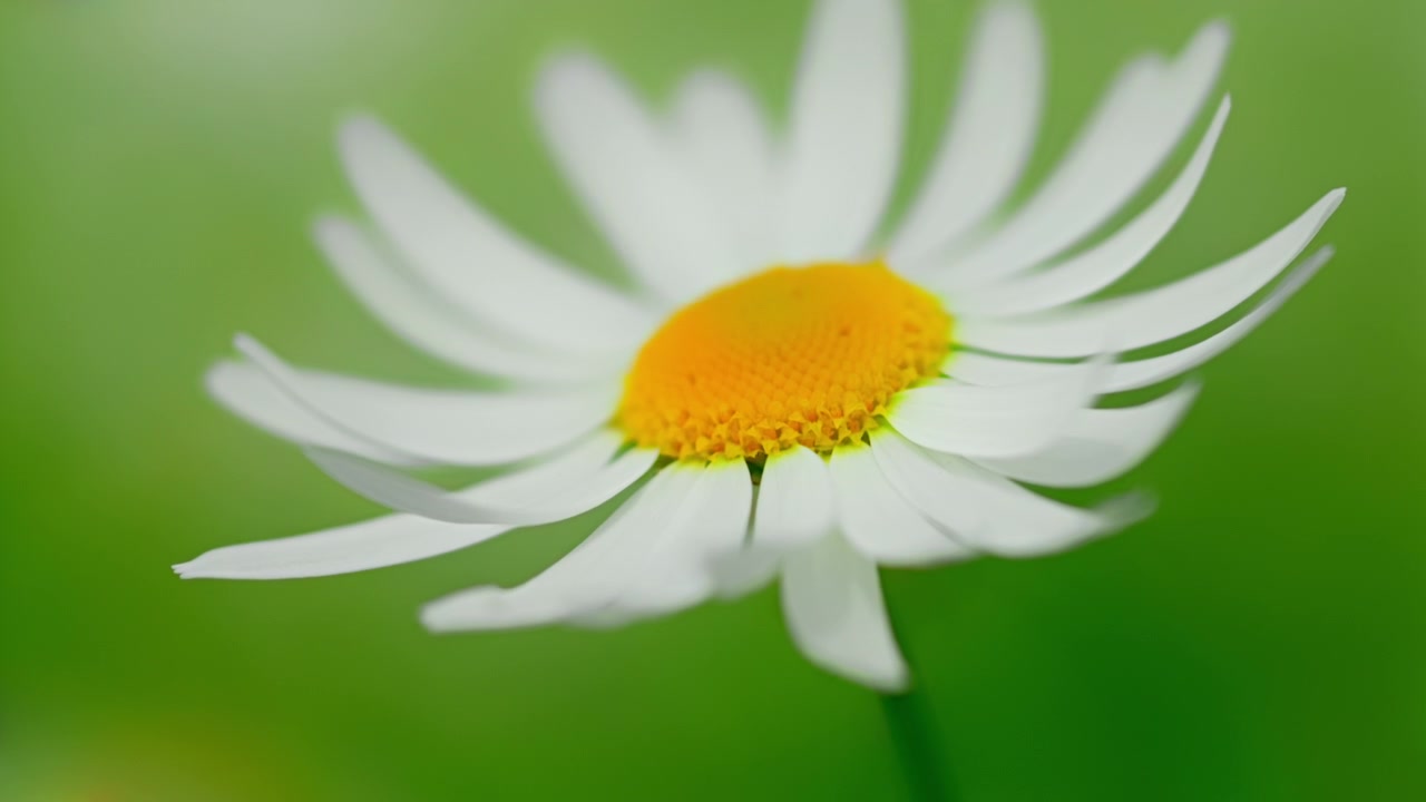 Close-up of a White Daisy Flower Swaying Gently