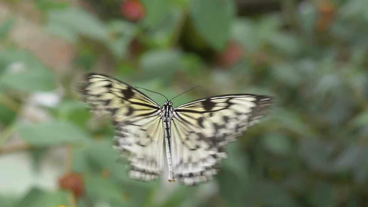 макросъемка летающей в воздухе бабочки из рисовой бумаги в юго-восточной азии - размытый фон зеленых растений в природе