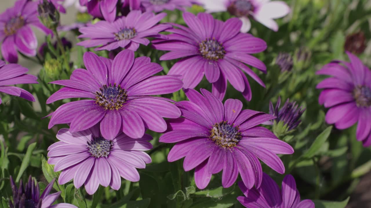 Primo piano di vivaci margherite viola in piena fioritura alla luce naturale del giorno.