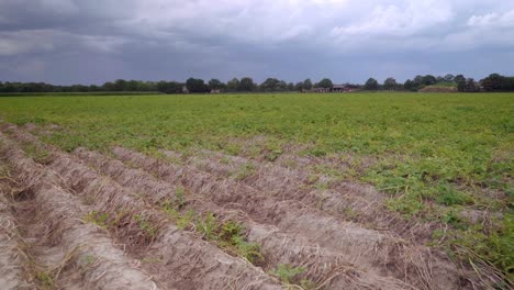 Parched-soil-on-a-green-field-after-a-hot-summer-with-clouded-sky