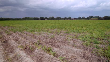 Suelo-Reseco-En-Un-Campo-Verde-Después-De-Un-Verano-Caluroso-Con-Cielo-Nublado