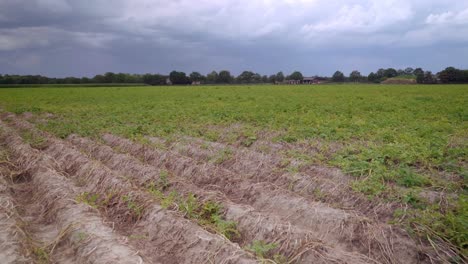 suelo seco en un campo verde después de un verano caluroso con cielo nublado