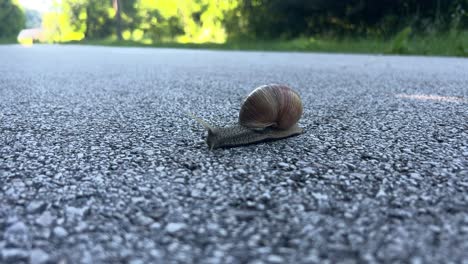 small snail with a spiral shell crawling across a paved road, moving slowly, close up, daylight