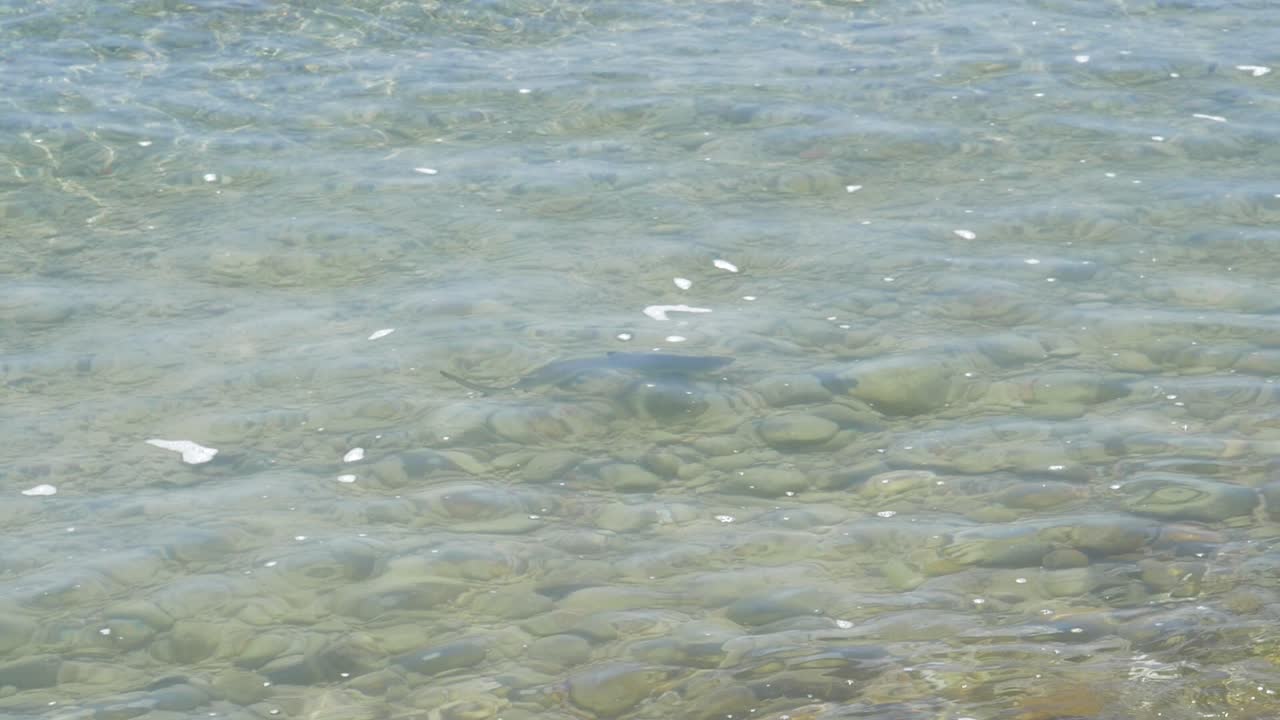 얕은 물에서 수영하는 새끼 블랙팁 암초 상어 새끼