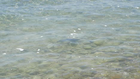 baby blacktip reef shark pup swimming in shallow waters