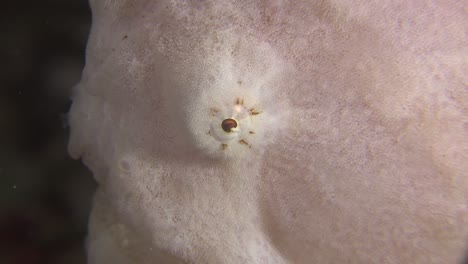 eye of giant frogfish