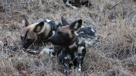 Afrikanische-Wildhunde,-Die-In-Langes,-Trockenes-Gras-Gelegt-Wurden-Und-Eine-Beute-Fressen