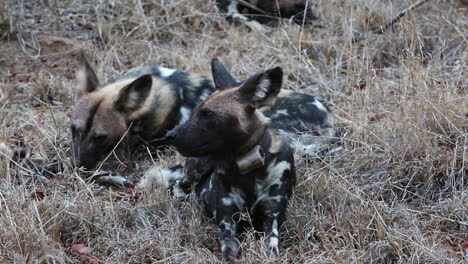 perros salvajes africanos puestos en hierba larga y seca comiendo una matanza