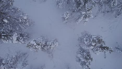 Drohnenaufnahme-Von-Rentieren-Von-Oben-In-Lappland