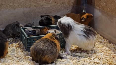 group of cute cuy and guinea pigs walking feeding laying in wooden box