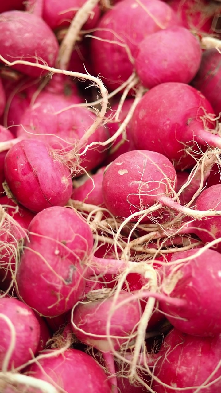 Close-up View of Freshly Harvested Red Radishes with Roots