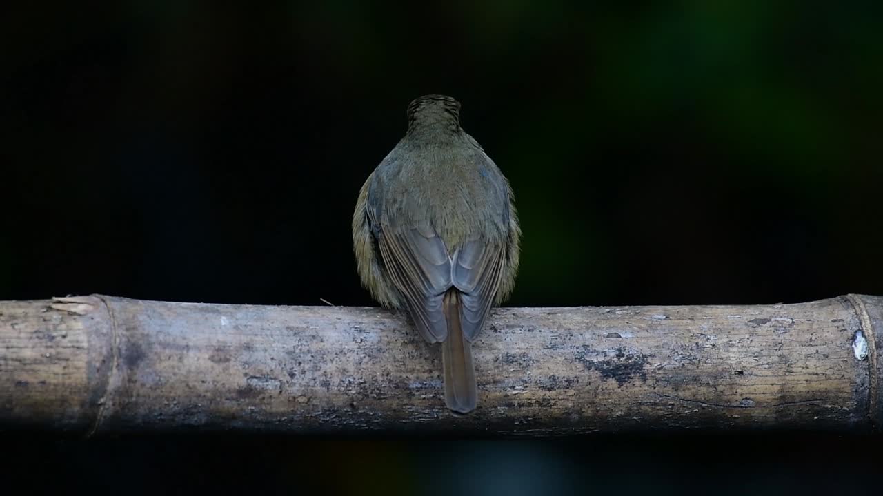 papamoscas azul de la colina posado en un bambú, cyornis whitei