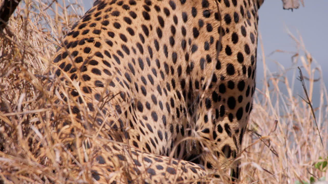 Close up of cheetah's stomach while it gasps heavily at noon in Kenya