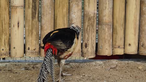 pájaro pavo en un recinto del zoológico
