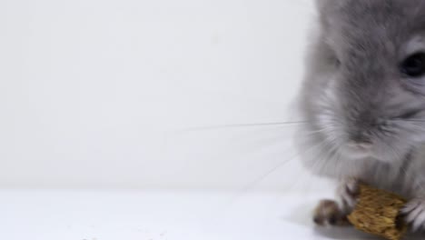 retrato de primer plano de una alimentación de chinchilla esponjosa gris