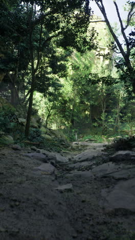 forest path in a lush green jungle during daylight hours
