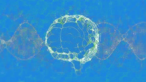 animation of dna strand spinning and human brain on blue background