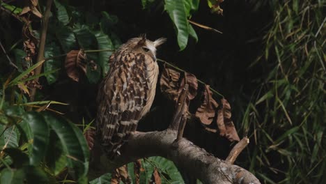 seen from its side facing to the right during a windy afternoon in the forest, buffy fish owl ketupa ketupu, thailand