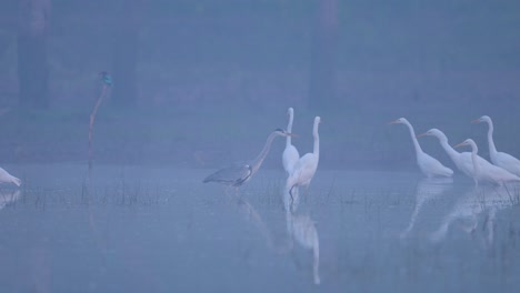 birds fishing in misty morning