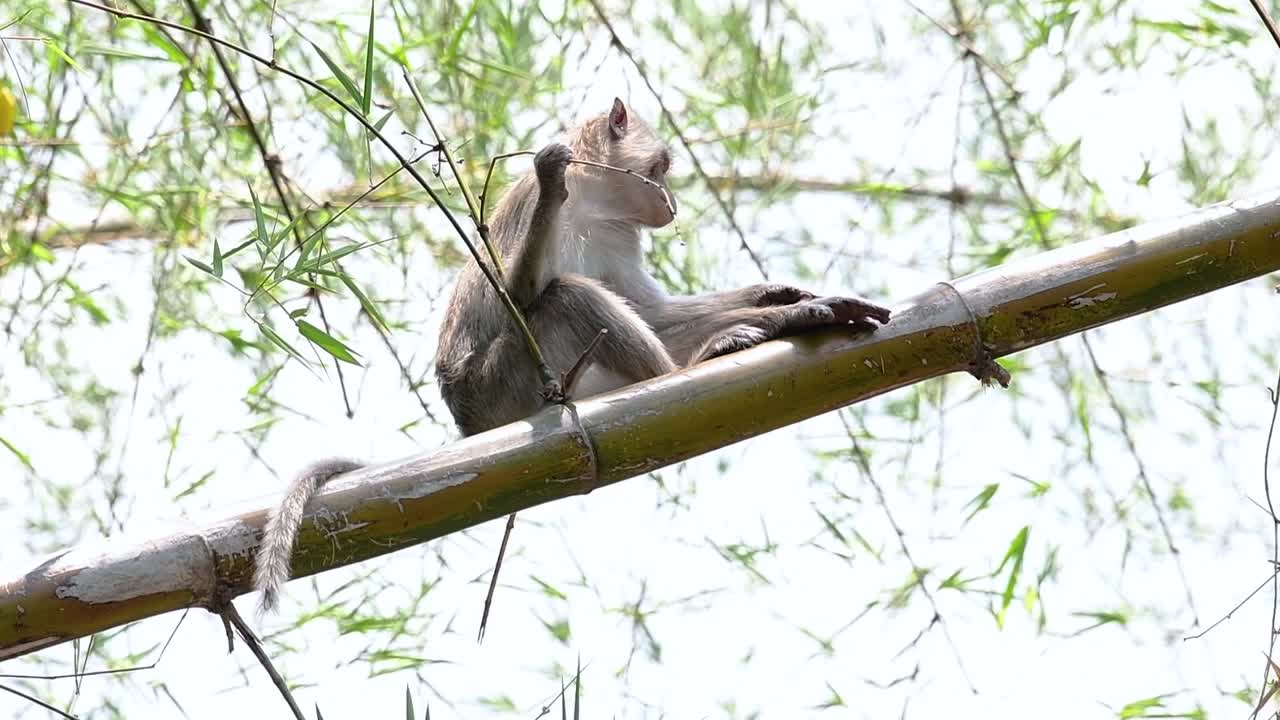 エナガザルは、寺院や国立公園、さらには村や都市にも生息しているため、タイで最も簡単に見つけられるサルです。