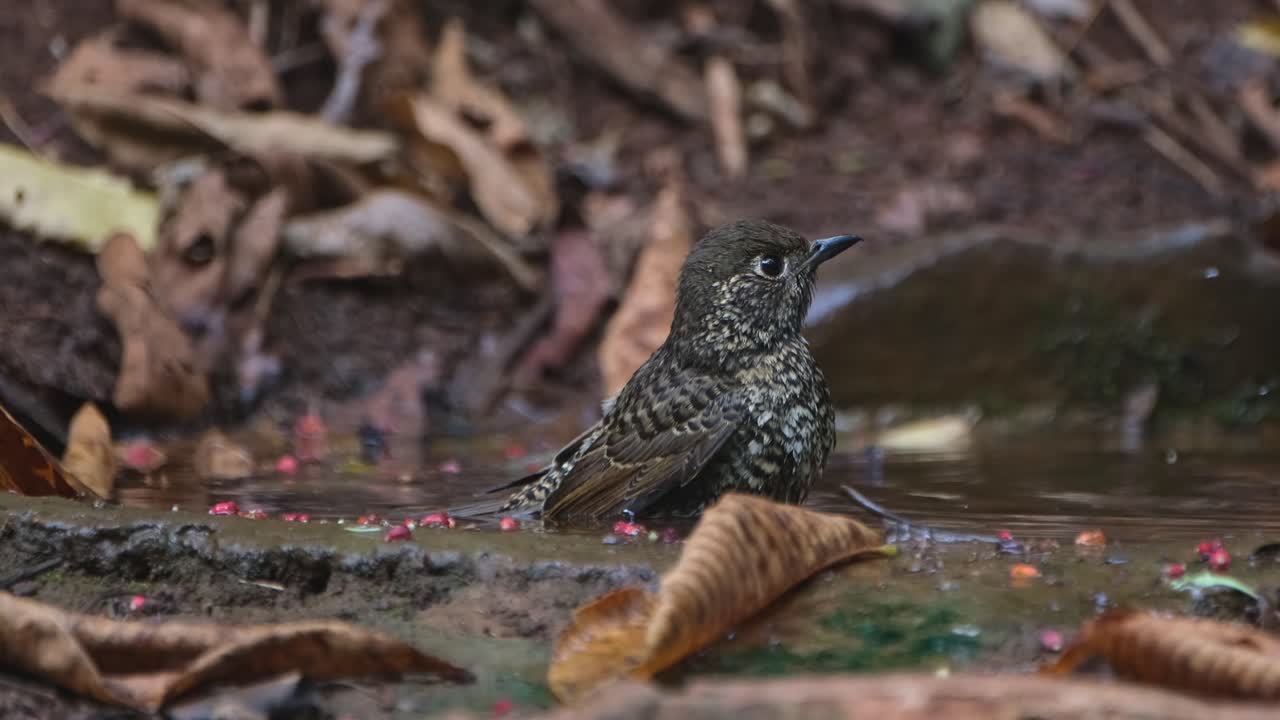 sacudiendo sus plumas en el agua para limpiarse mientras mira hacia la derecha mientras la cámara se aleja, el tordo de roca de garganta blanca monticola gularis, tailandia