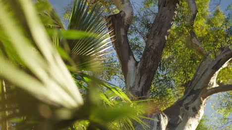 Palm-tree-leaves-and-birch-tree-in-city-park,-abstract-rack-focus-arc-shot